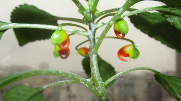 impatiens niamniamensis