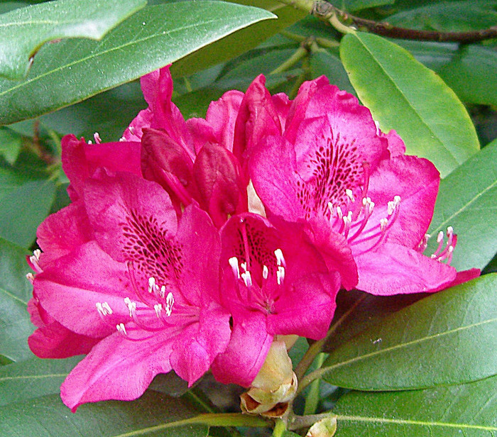 Rododendron - RODODENDRON