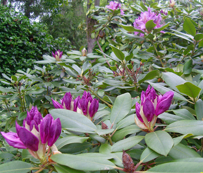 Rododendron - RODODENDRON