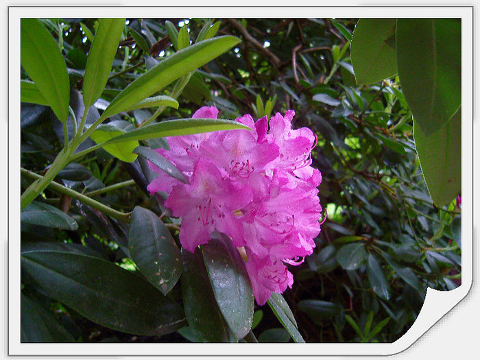 Rododendron