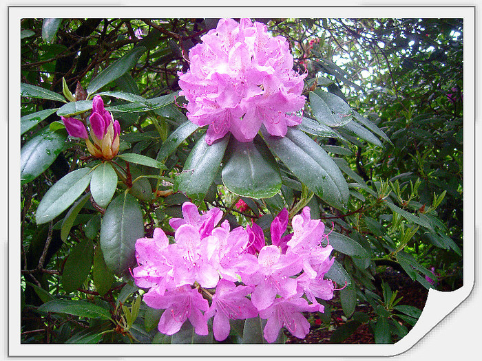 Rododendron