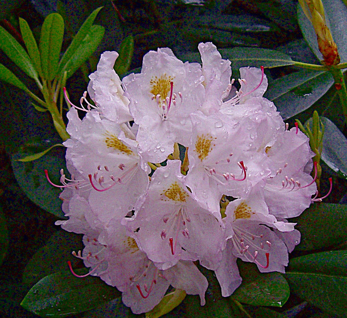 Rododendron - RODODENDRON