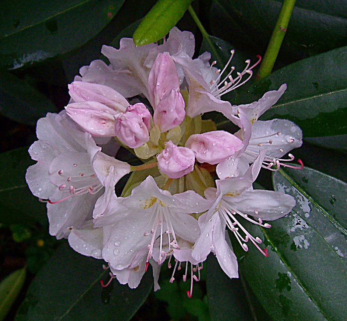 Rododendron - RODODENDRON