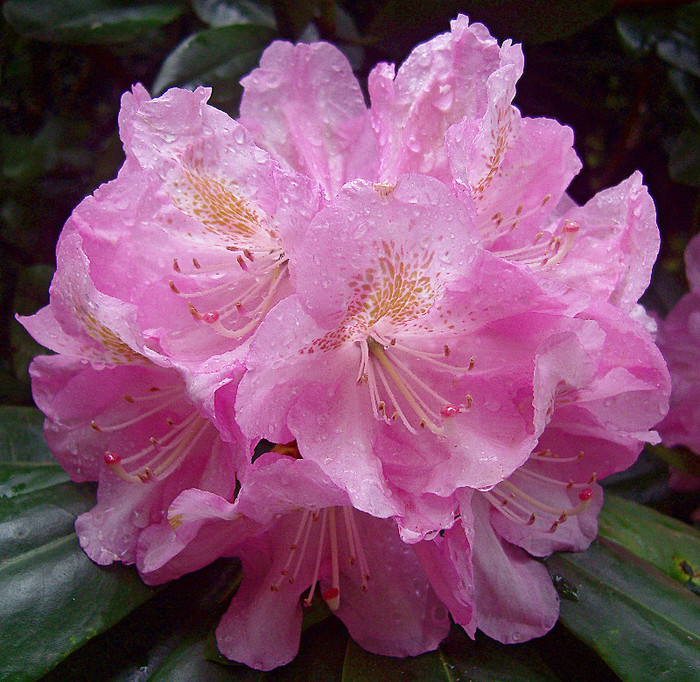 Rododendron - RODODENDRON