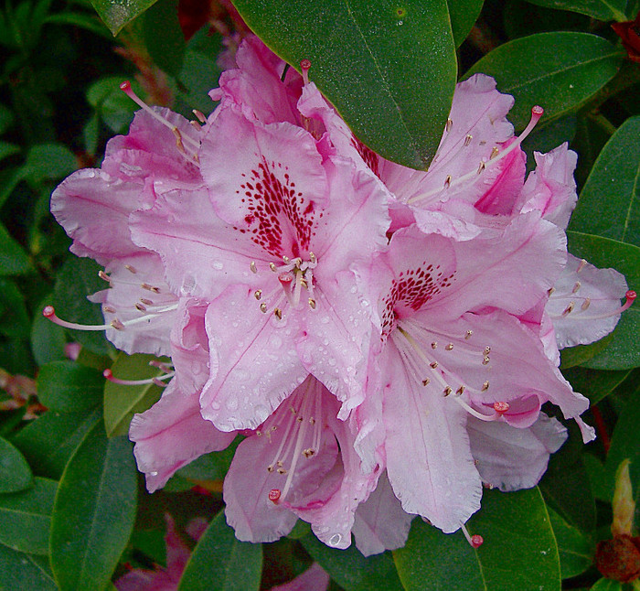 De toate 342 - RODODENDRON