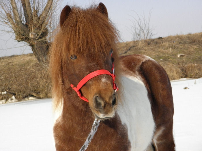 P3080698 - VANZARI PONEI 1