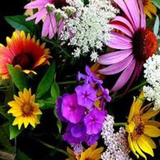 images (25) - culori si iar culori