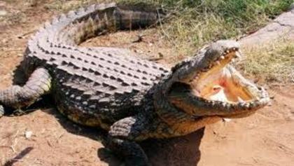images (2) - crocodil