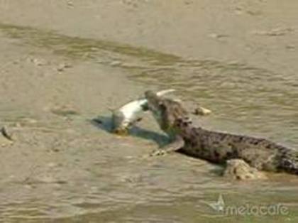 images (4) - crocodil