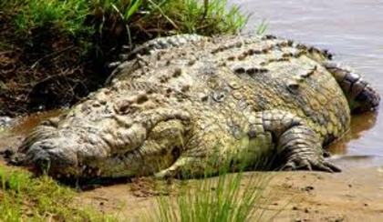 images (6) - crocodil