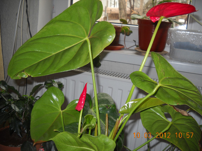 DSCN2104 - anthurium