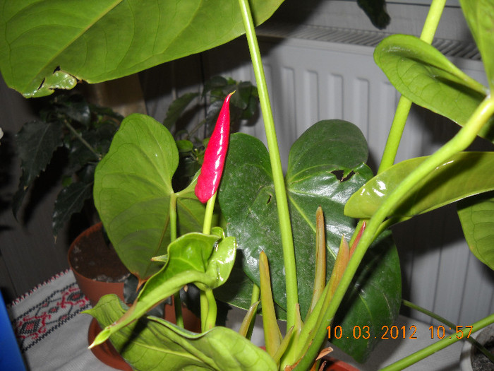 DSCN2105 - anthurium