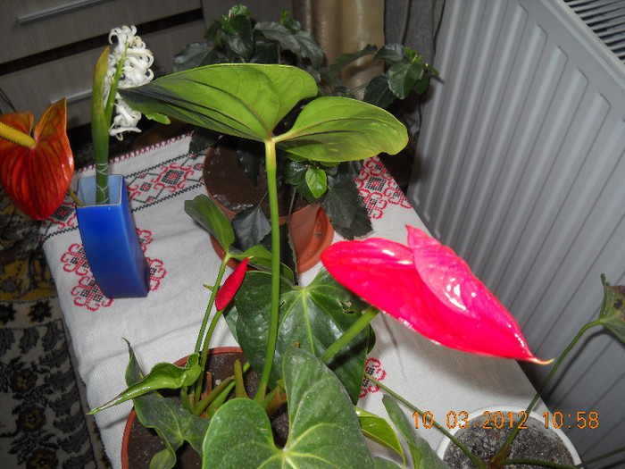 DSCN2106 - anthurium