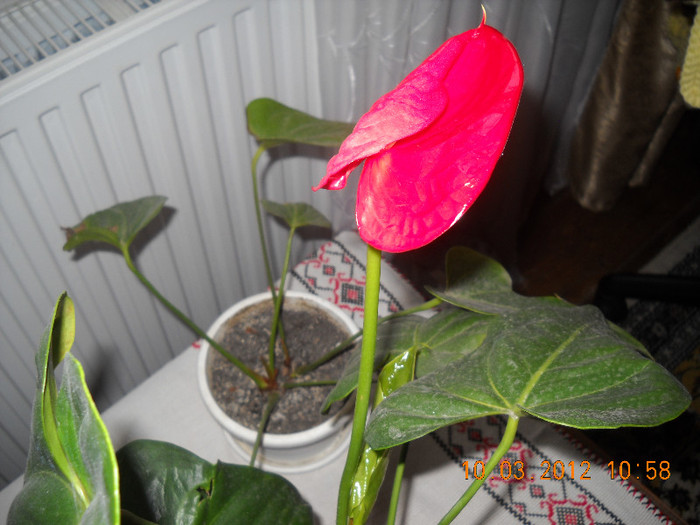 DSCN2107 - anthurium