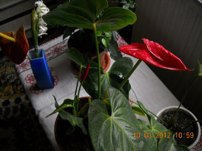 DSCN2109 - anthurium