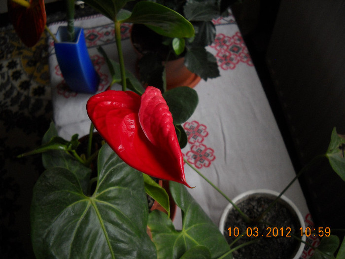 DSCN2110 - anthurium