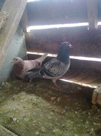 M-SERB-2007 F-BG-2008