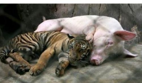 453066-porc-si-tigru - iubire fara prejudecati