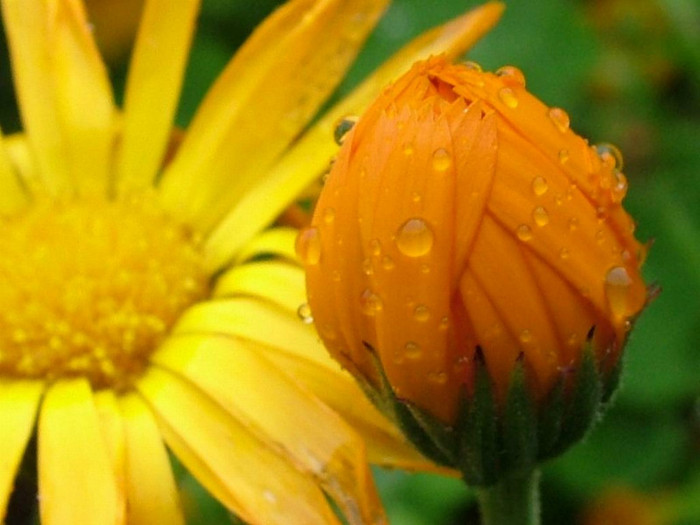 Beautiful Flowers 8