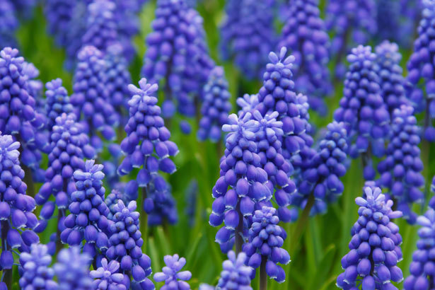 blue-grape-hyacinths-871298039920iTz