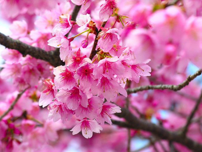 cherry-blossom-wallpapers_5438_1024x768