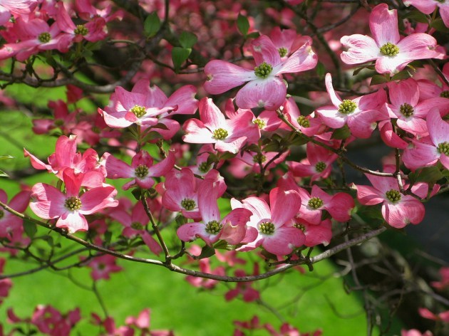 flowers-pink-dogwood1