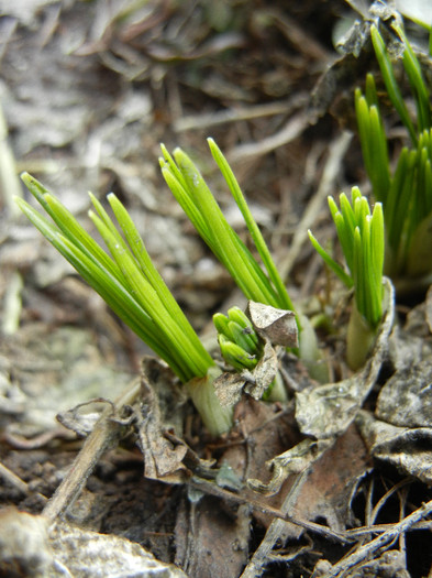 Crocus_Branduse (2012, March 08)