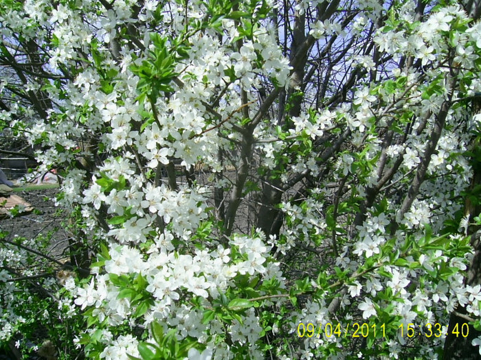 09.04.2011 (67) - flori corcodus