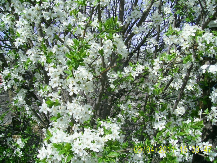 09.04.2011 (68) - flori corcodus