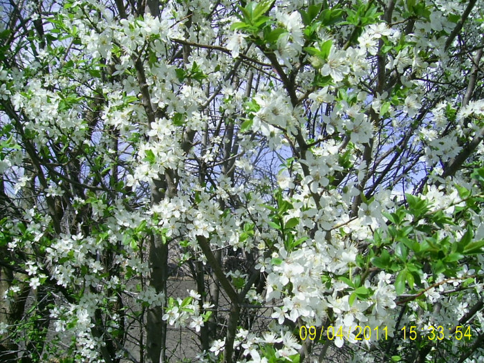 09.04.2011 (69) - flori corcodus