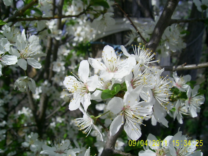 09.04.2011 (71) - flori corcodus