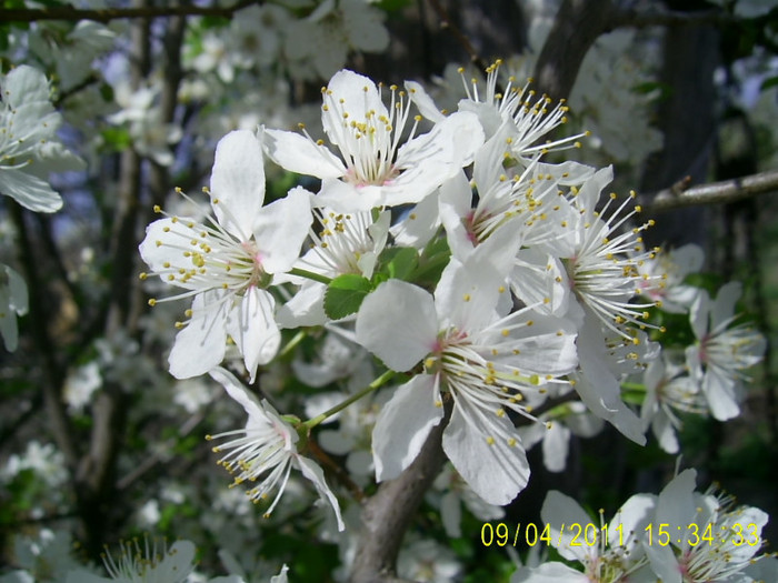 09.04.2011 (72) - flori corcodus