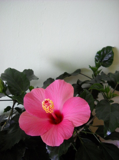 10.03.2012 a inflorit !! - HIBISCUS - 2012