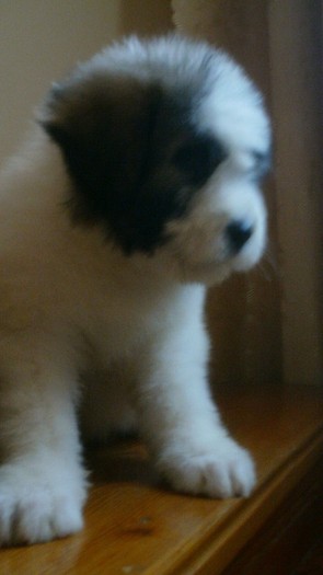 DSC02148 - pui Ciobanesc Mioritic 7 saptamani DE VANZARE