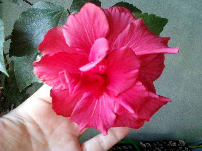 8 martie 2012 007 - hibiscus