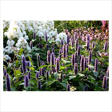 agastache foeniculum; Levantica Hyssop (Agastache foeniculum) 




Este un element foarte important in gradina de ier
