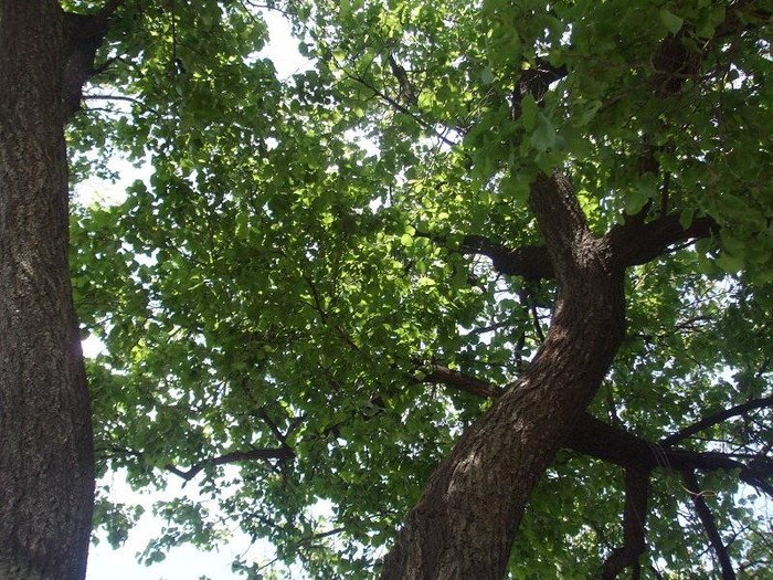 abby era in curtea scolii si plangea