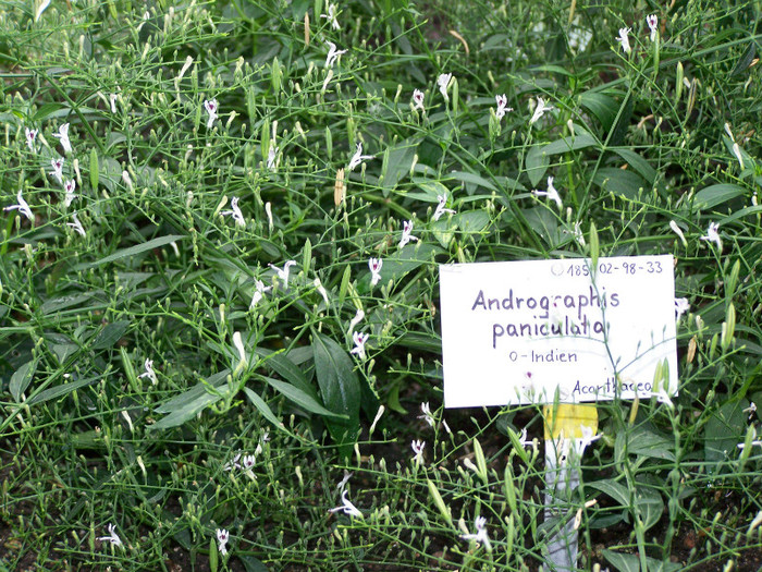 Andrographis-Paniculata - 2-de vanzare 2019-2020-SEMINTE IERBURI FOLOSITOARE SI PLANTE MEDICINALE RARE