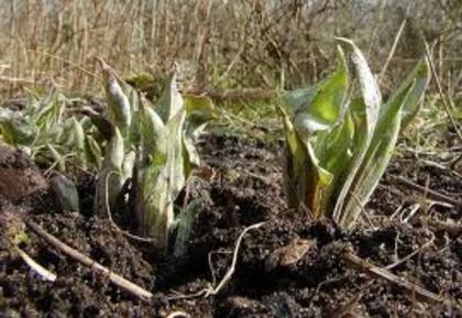 plantute de scrtonera - SCORTONERA