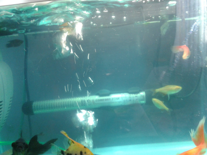 2012-01-31 15.24.04 - Pestii mei de acvariu