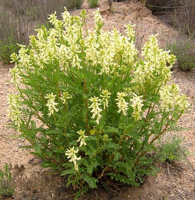 Astragalus-propinquus - 2-de vanzare 2019-2020-SEMINTE IERBURI FOLOSITOARE SI PLANTE MEDICINALE RARE