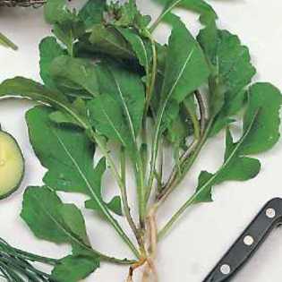 arugula - 2-de vanzare 2019-2020-SEMINTE IERBURI FOLOSITOARE SI PLANTE MEDICINALE RARE