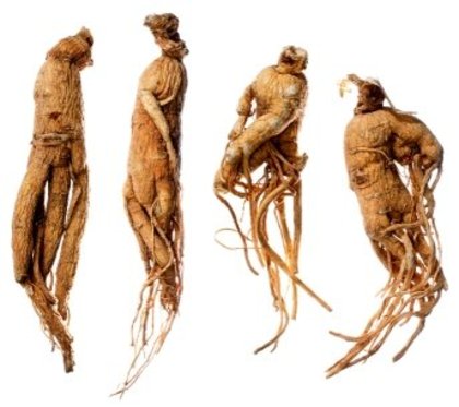 Panax-Ginseng-