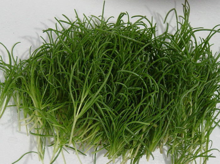 Salsola komarovii okahijiki