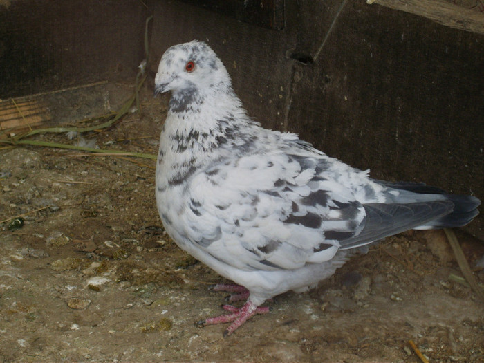 S8303004 - porumbei americani