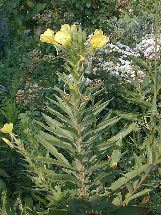 OENOTHERA BIENNIS