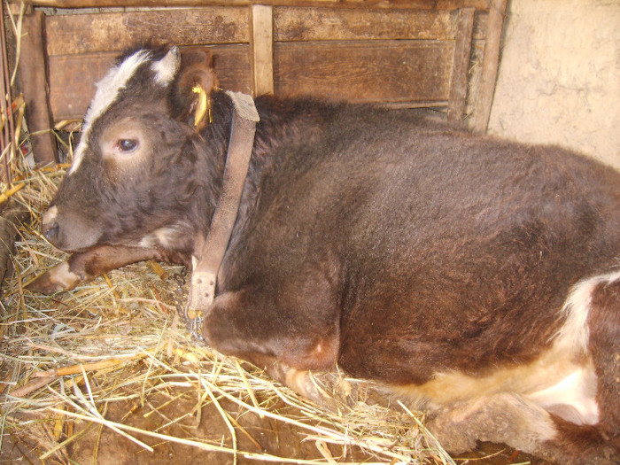 S8303022 - bovine