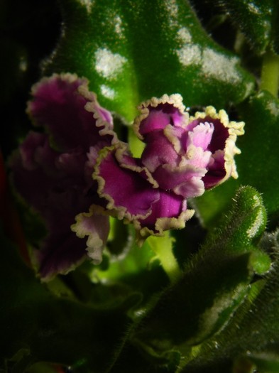 DSCN7218 - 0 Violete africane-saintpaulia martie 2012