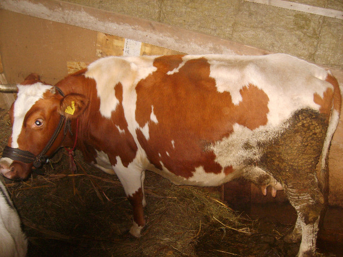 Picture 119 - bovine