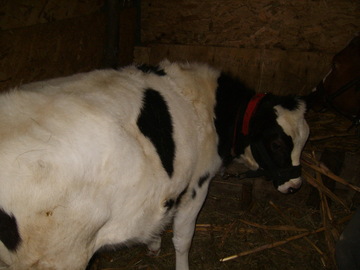 Picture 114 - bovine